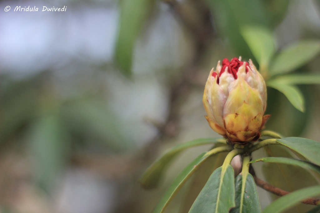 rhododendron-bud