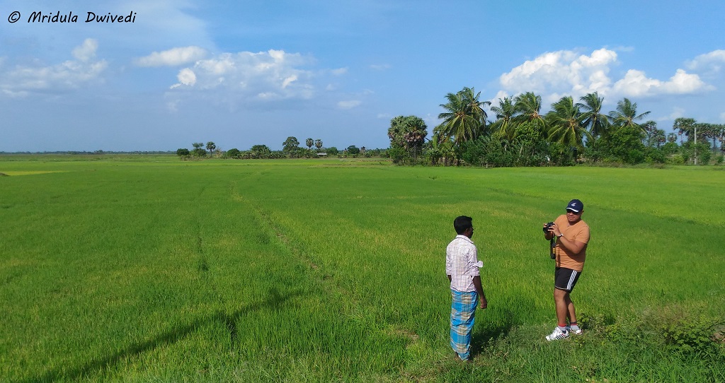 rice-fields-eastern-sri-lanka