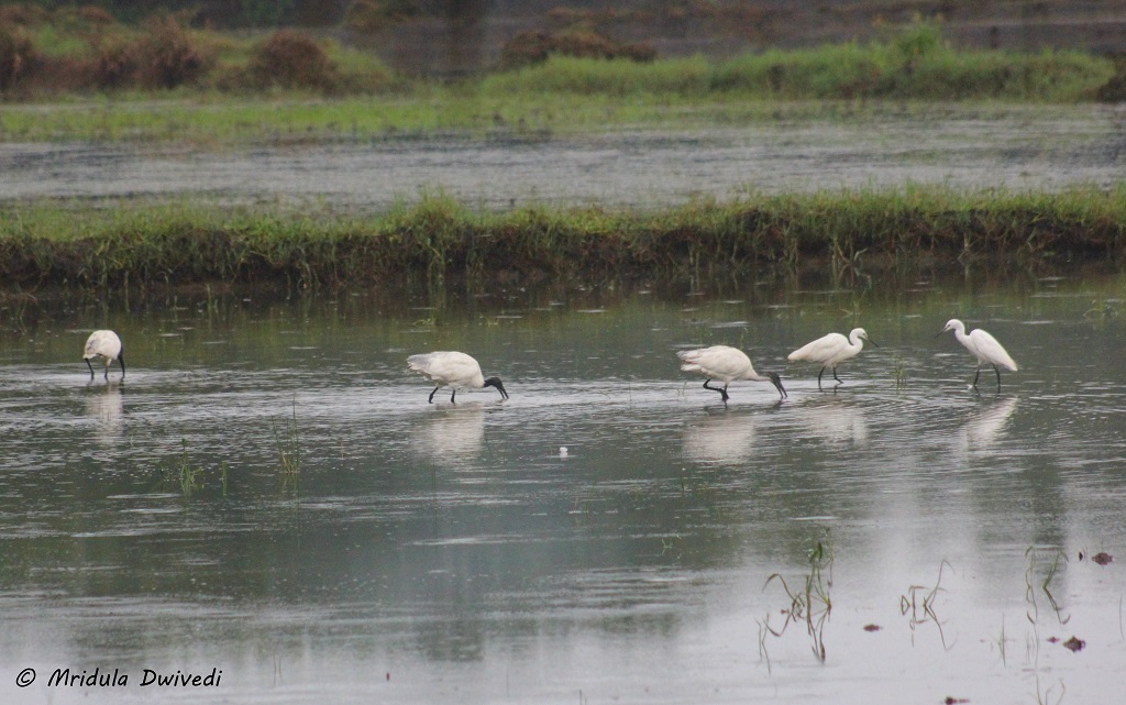 bird-watching-monsoon-kerala