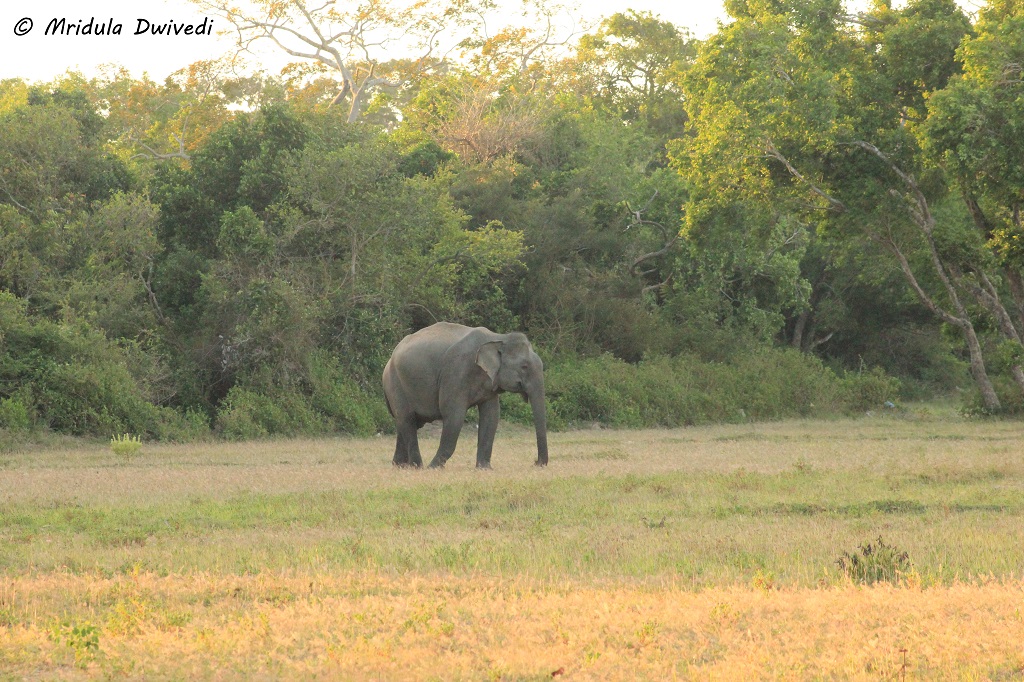 elephant-srilanka