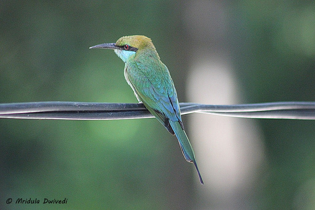 green-bee-eater
