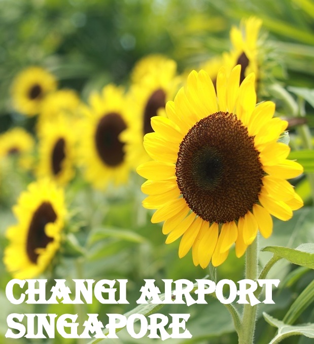 changi-airport-singapore