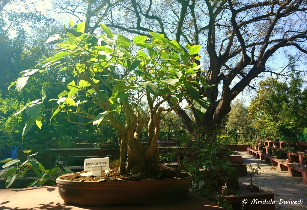bonsai-grden