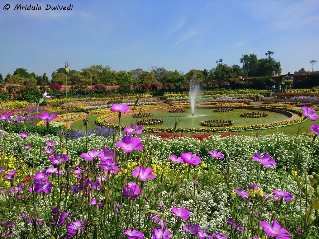 The Mughal Gardens At The Rashtrapati Bhawan Delhi Travel Tales