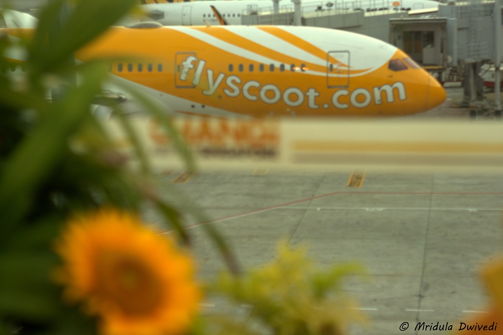 fly-scoot