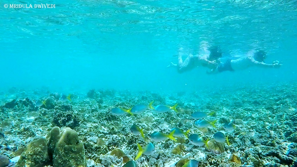 snorkeling-nang-yuan