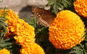 flowers butterfly
