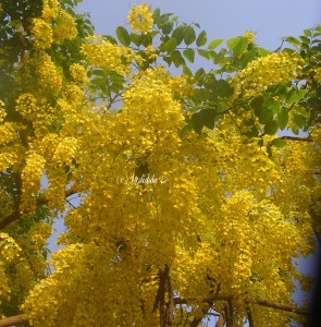 Flowers Amaltas Flowers