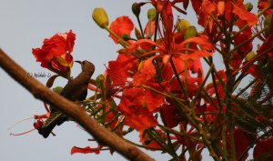 Sunbird on Gulmohar Tree
