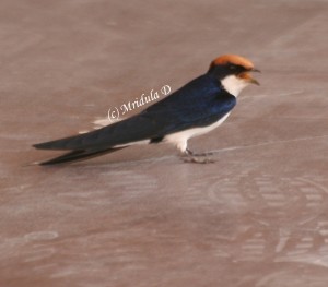 Wire tailed swallow
