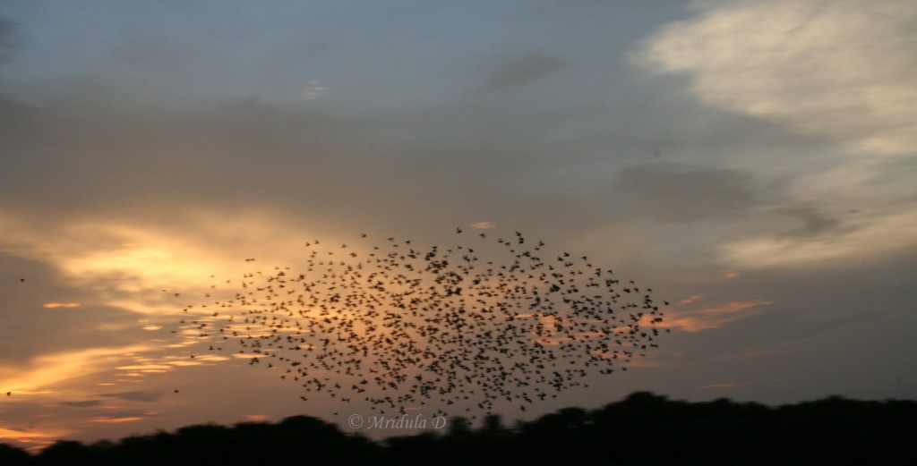 birds at sunset Gurgaon
