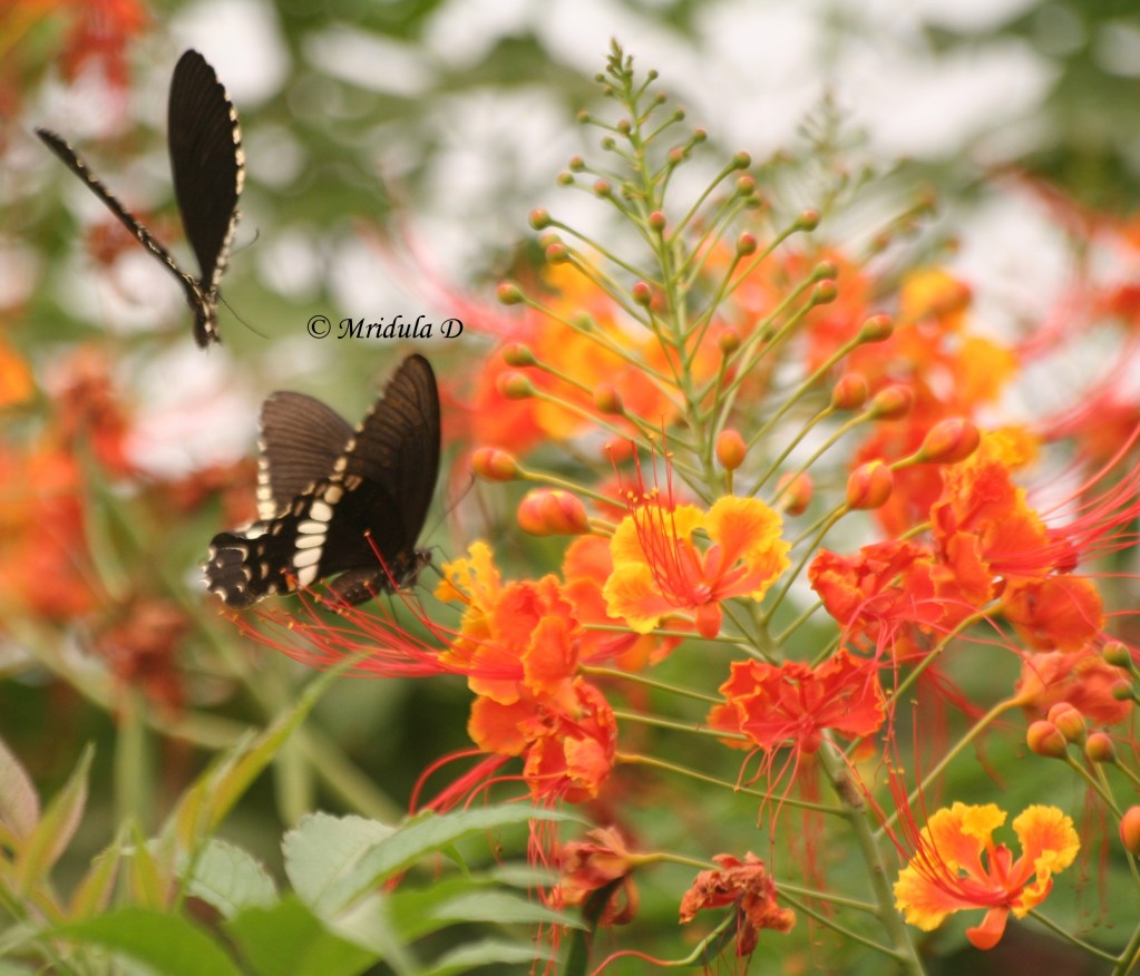 Black Butterflies Orange flowers