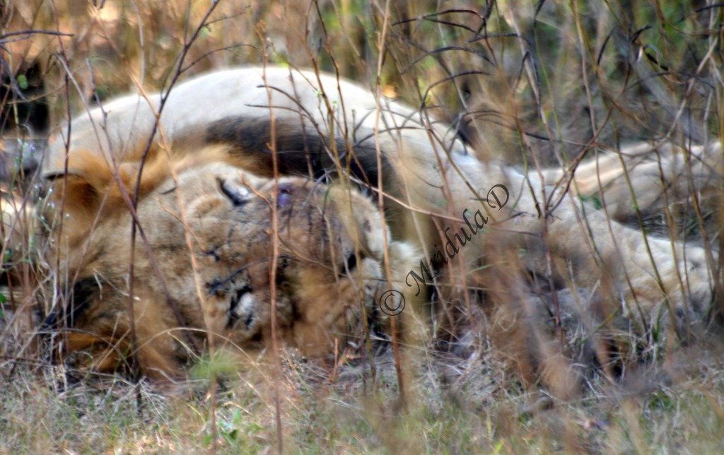A Sleeping Lion at Gir