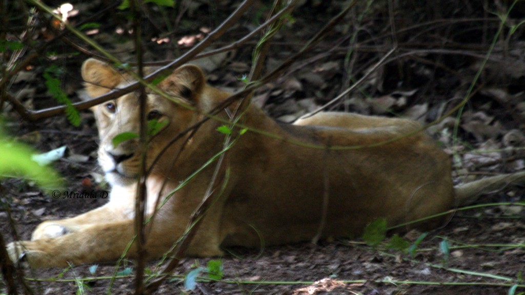 Cub of a lion at gir national park, gujarat, India