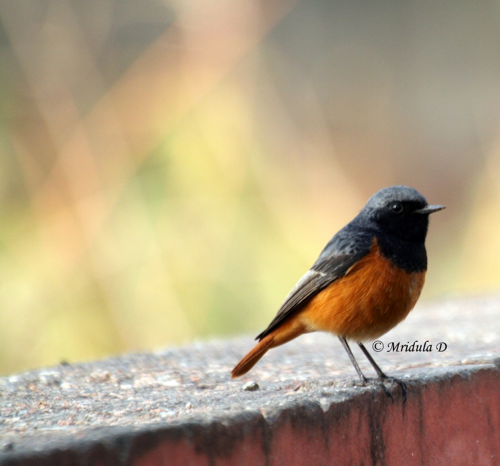 Black Redstart Bird, Gurgaon, India