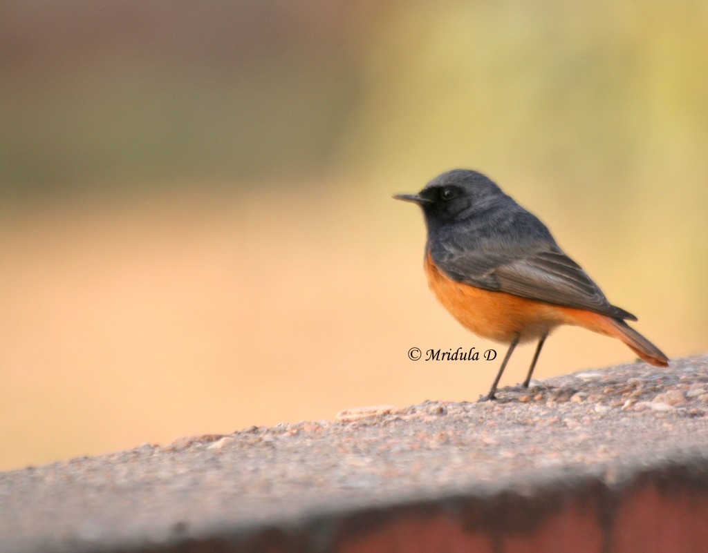 Black Redstart Bird, Gurgaon, India