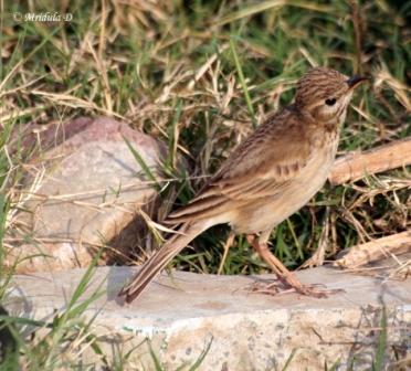 Brown Rock Pipit or Long Billed Pipit