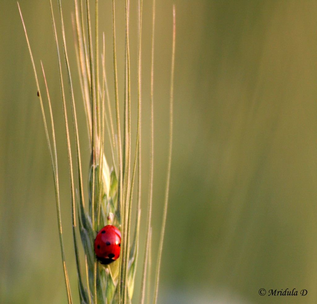 Lady Bug on Wheat Stalk