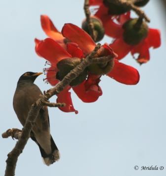 Myna on Red Cotton Flowers