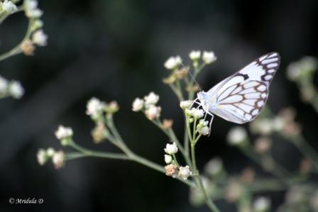 Small White Flowers and a Butterfly
