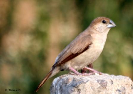 Indian Silverbill is a Small Bird