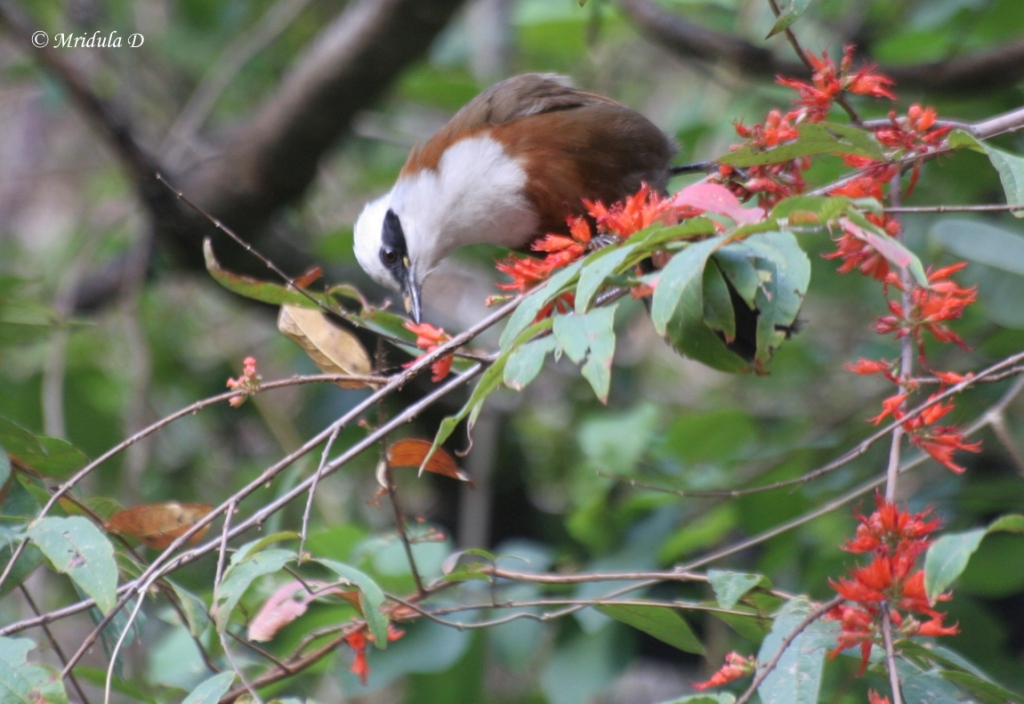 White Crested Laughing Thrush and What a Call it has!