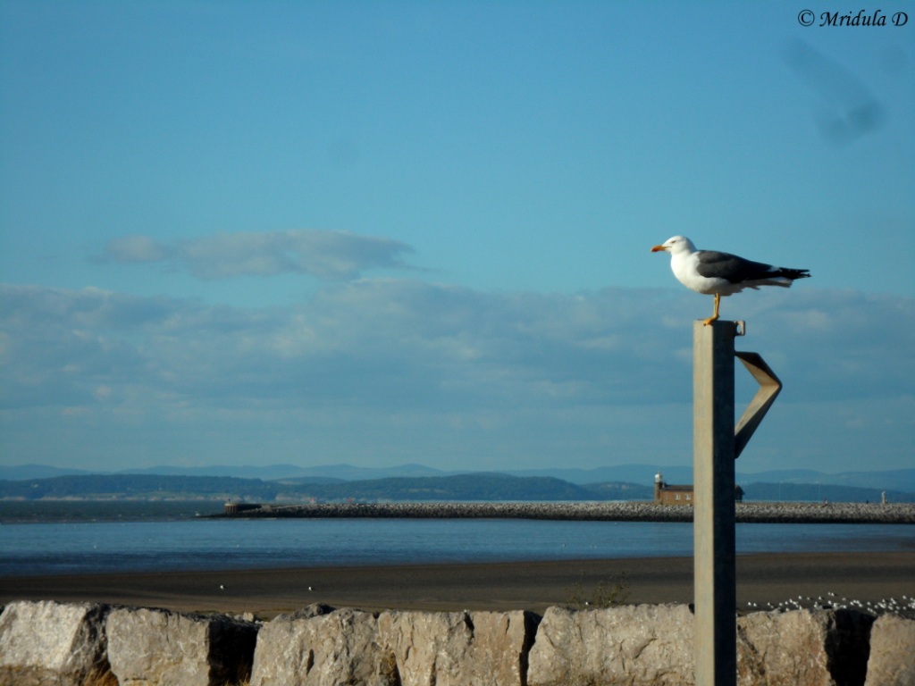 Seagull at Morecambe, Lancaster, UK