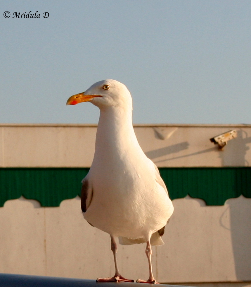 Seagull at Blackpool, UK