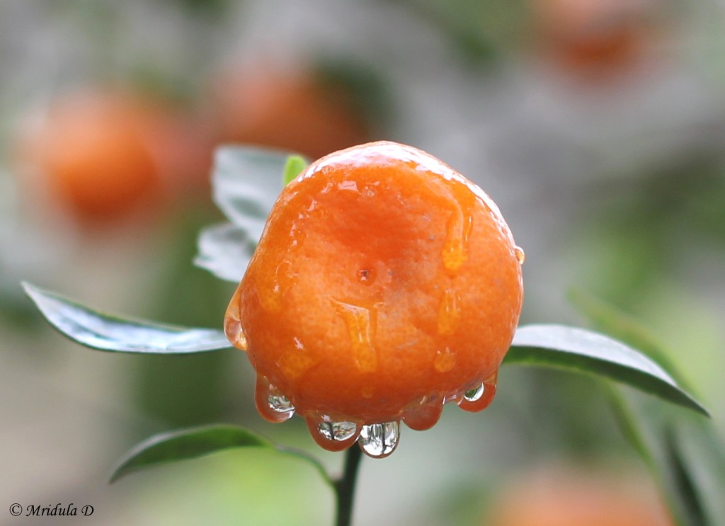 Chinese Orange with 5 droplets!