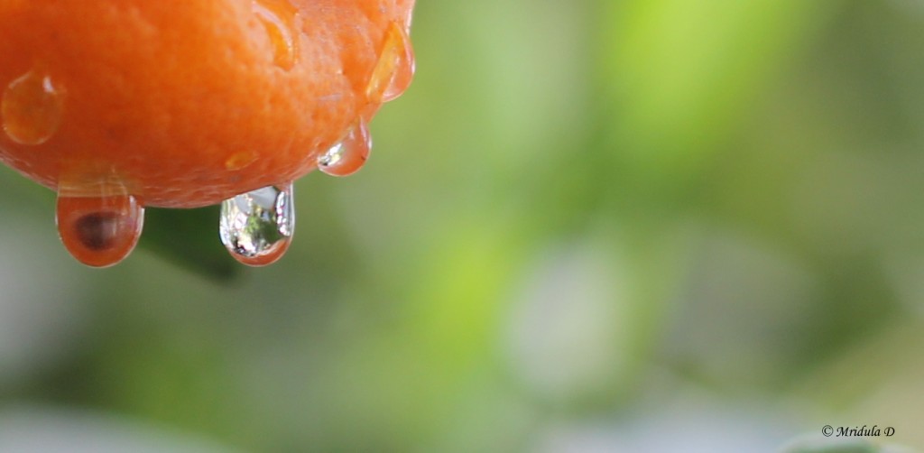 Water Drops on Chinese Oranges