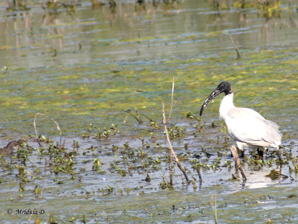 Black Headed Ibis