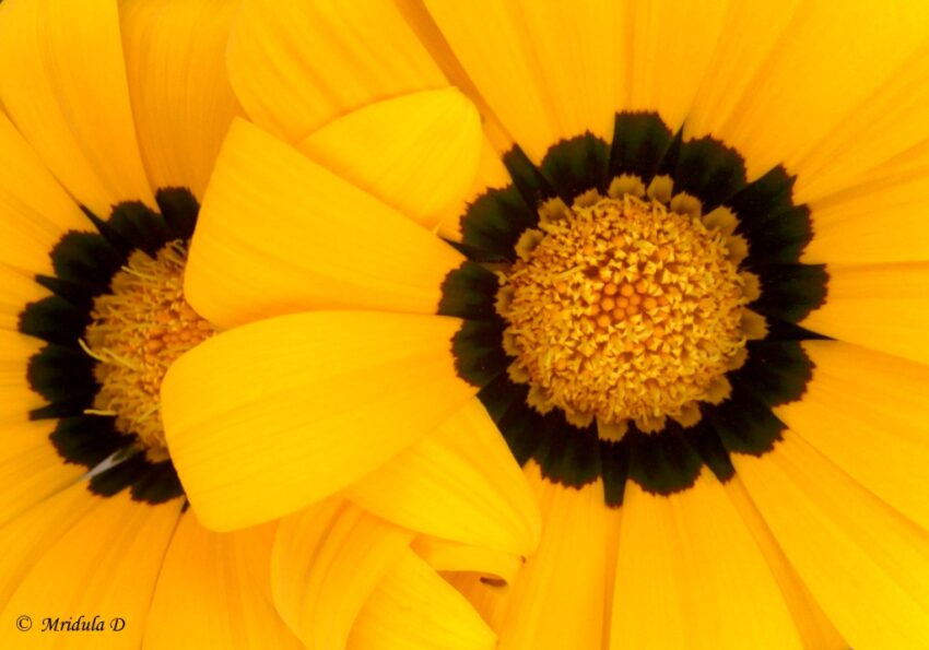 Gazania Flowers