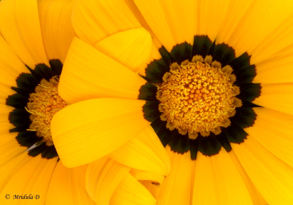 Gazania Flowers