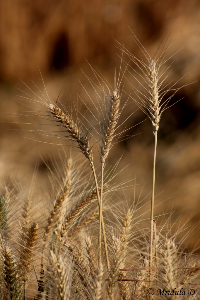 Golden Wheat Stalks
