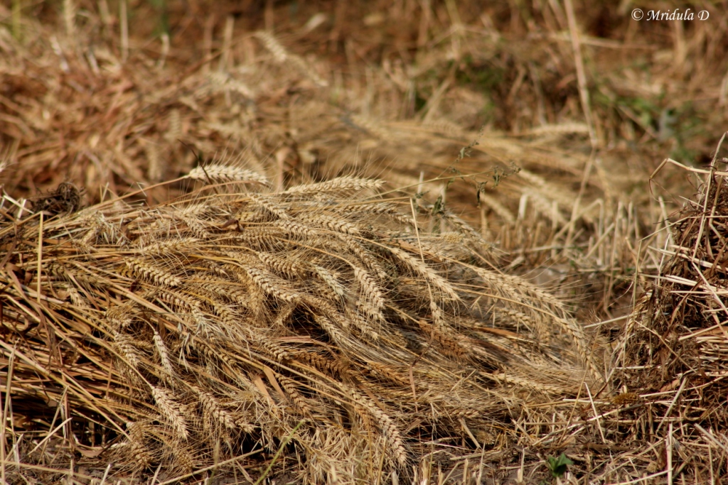 Harvested Wheat Lying in a Field