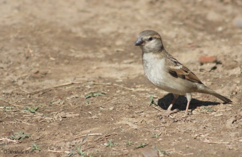 House Sparrow