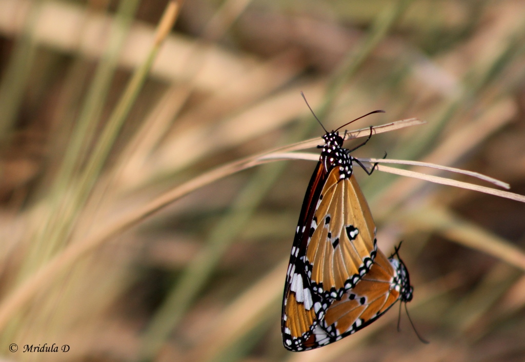 Tiger Butterflies
