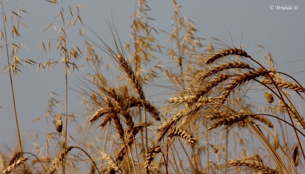 Wheat Stalks