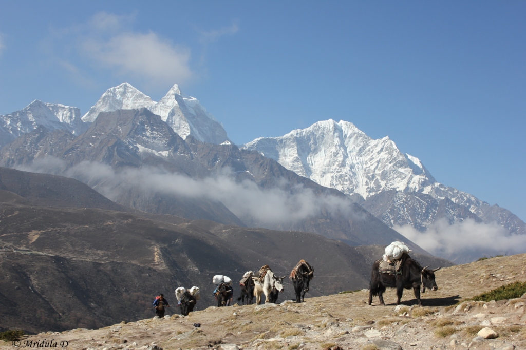 A Carvan of Cross Between Yak and Cow, Dzokios, Near Pheriche, Everest Base Camp Trek, Nepal