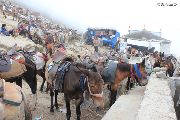 The Horses at Hemkunt Sahib