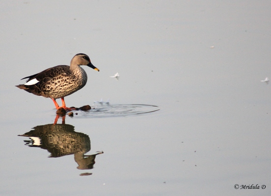 Spot Billed Duck, Hauz Khas, Delhi