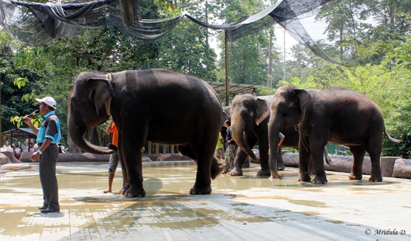 The Elephants at Kuala Gandah, Malaysia