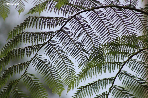 Tree Ferns at Fraser's Hill, Pahang, Malaysia