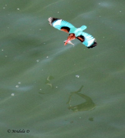 A Kingfisher in Flight, Siliserh Lake, Alwar