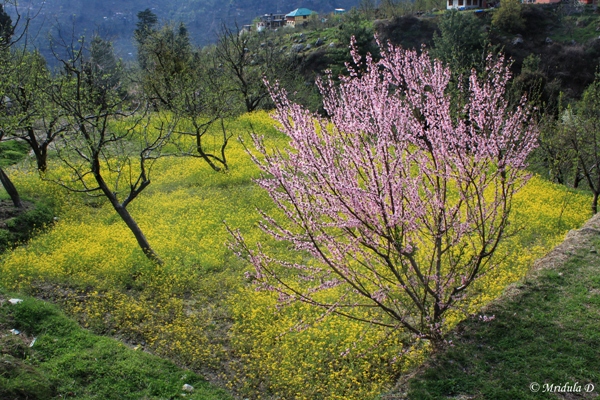 Apricot and Mustard Blossoms