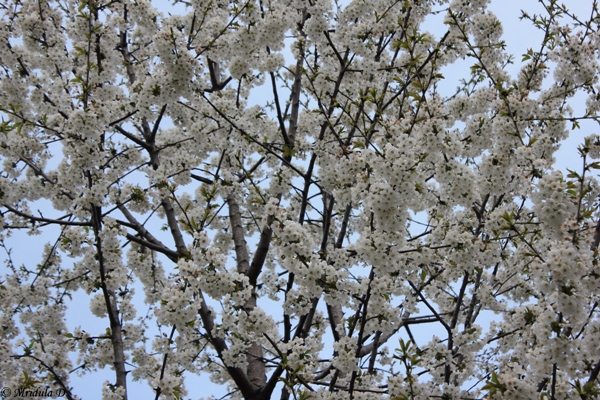 Spring Blossoms – Travel Tales from India and Abroad