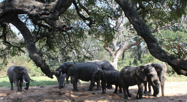 A Heard of Elephants, Tintswalo Lodge Backyard, South Africa