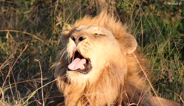 A Sleepy African Lion, Manyeleti Game Reserve South Africa