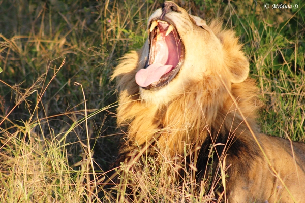 African Lion, Manyeleti Game Reserve, South Africa