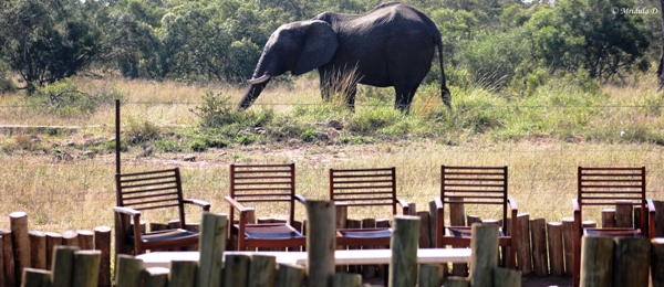 An Elephant, Manyeleti Game Reserve, South Africa